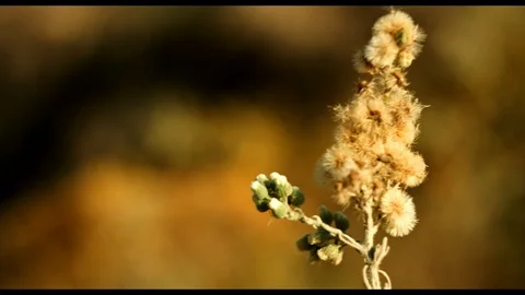 Plant in desert Stock Footage 94589250