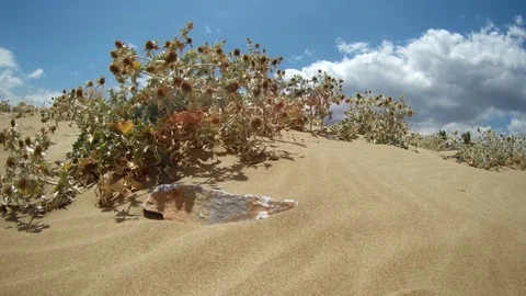 Plant in a desert moving in the wind Stock Footage 78598557