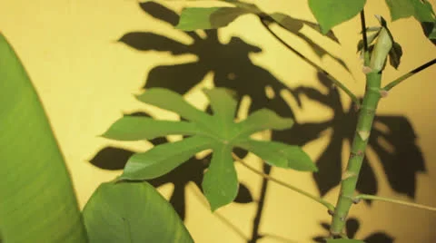 Plant detail Stock Footage 23639485