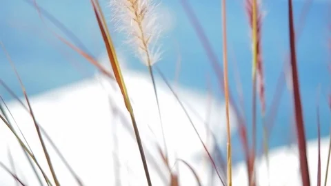 Plant detail Stock Footage 102414700