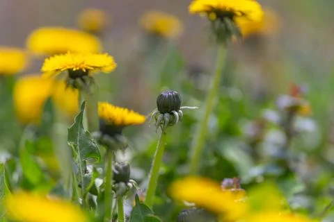 Plant development through various phases. Different phases of dandelion blo.. 스톡 사진