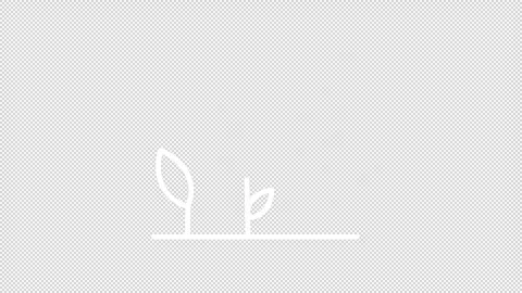 Plant development white line animation Stock Footage 300539574