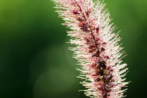 Plant with dew drops Stock Photos