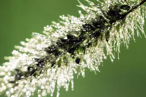 Plant with dew drops Foto stock