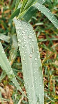 Plant with Dew drops Stock Photos