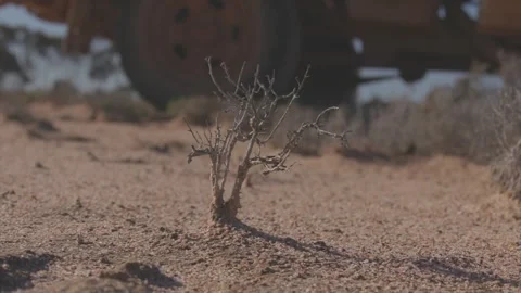 Plant Dies Stock Footage 136639547