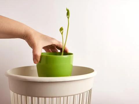 The plant is discarded for processing and disposal Stock Photos
