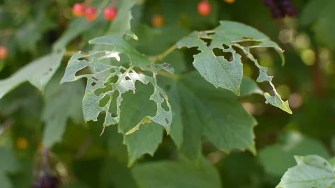 Plant disease Video stock 113410316