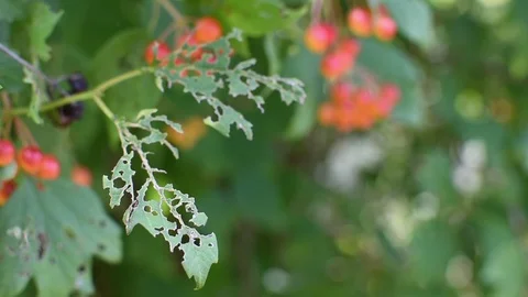 Plant disease Video stock 113410322