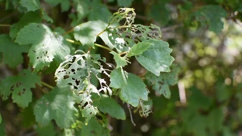 Plant disease Video stock 113410341