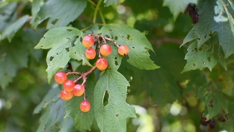 Plant disease 스톡 동영상 113410344