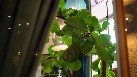 Plant display Stock Footage 261599199