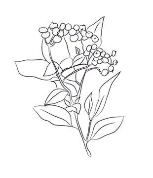 Plant drawn in lines, vector Stockillustratie