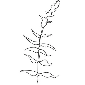 A plant drawn in a vector by one continuous line. Vector illustration Stock Illustration