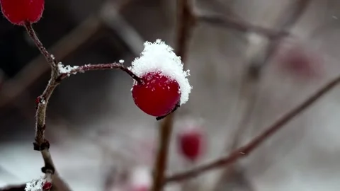A plant with dried berries .Snowfall Stock Footage 225868403