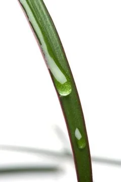 Plant with drops macro Stock Photos