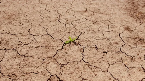 Plant from dry soil. Selective focus. Stock Footage 288849468