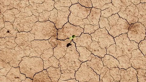 Plant from dry soil. Selective focus. Stock Footage 288878823