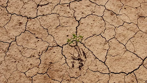 Plant from dry soil. Selective focus. Stock Footage 288955053
