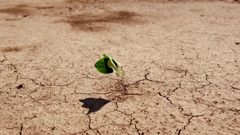 Plant from dry soil. Selective focus. Stock Footage 289191845