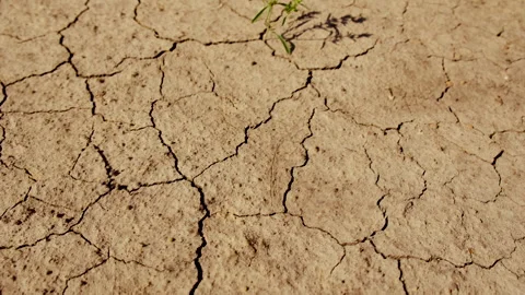 Plant from dry soil. Selective focus. Stock Footage 289192489