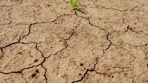 Plant from dry soil. Selective focus. Stock Footage 289378395
