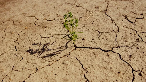 Plant from dry soil. Selective focus. Stock Footage 289447788