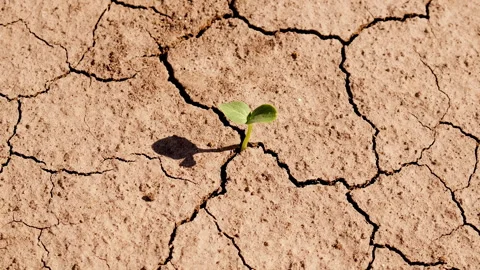 Plant from dry soil. Selective focus. Stock Footage 289535680