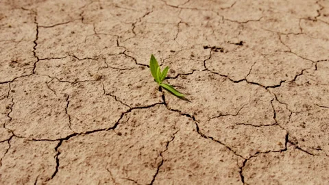 Plant from dry soil. Selective focus. Stock Footage 289827982