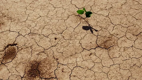 Plant from dry soil. Selective focus. Stock Footage 289987874