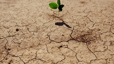 Plant from dry soil. Selective focus. Stock Footage 292784340