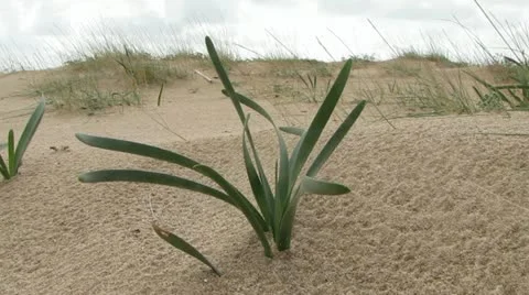 Plant on Dune Stock-Footage 11240178