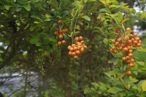 Plant during erect Stock Photos