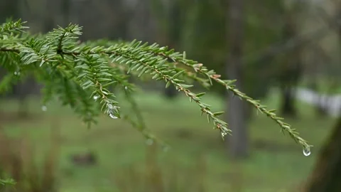 Plant during the rain Stock Footage 187211354