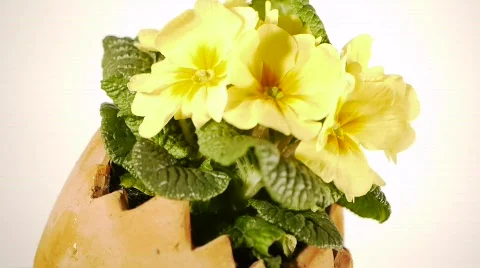 Plant egg turning perspective Stock Footage 661772