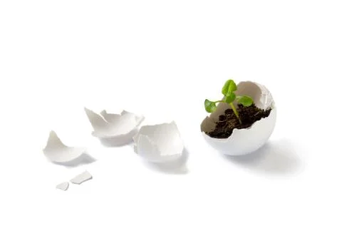 Plant in eggshell Stock Photos