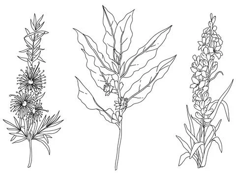 Plant element vector 스톡 일러스트