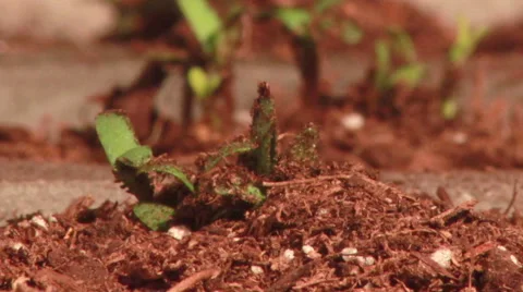 Plant emerging from soil Stock Footage 52552955