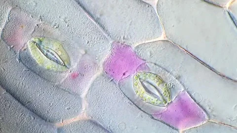 Plant Epidermal Cell Arrangement Under Microscope, 400x 動画素材 320375176