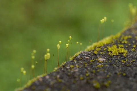 Plant evolution and diversity/ Bryophytes/ Mosses with some parts in focus Stock Photos