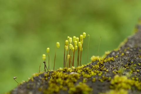 Plant evolution and diversity/ Bryophytes/ Mosses with some parts in focus Foto stock