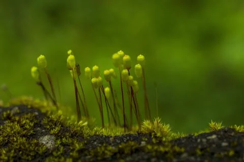 Plant evolution and diversity/ Bryophytes/ Mosses with some parts in focus Stock Photos