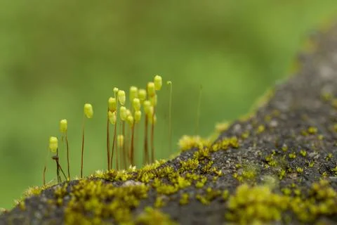 Plant evolution and diversity/ Bryophytes/ Mosses with some parts in focus Stock Photos