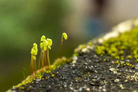 Plant evolution and diversity/ Bryophytes/ Mosses with some parts in focus Stock Photos
