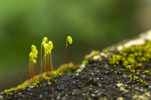 Plant evolution and diversity/ Bryophytes/ Mosses with some parts in focus Foto stock