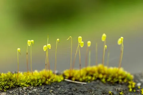 Plant evolution and diversity/ Bryophytes/ Mosses with some parts in focus Stock Photos