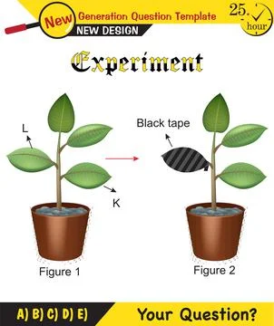 Plant experiments Stock Illustration