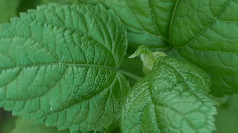 Plant extreme close up 스톡 동영상 5150995