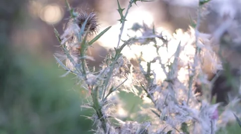 Plant falling in and out of the sunset Stock Footage 52373428