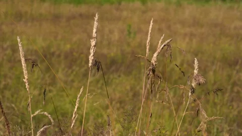 A plant in a field Stock Footage 156011473